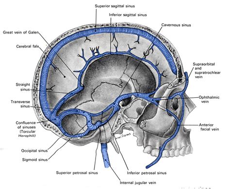 honor Salvaje vino senos venosos cerebrales anatomia Visión general ...