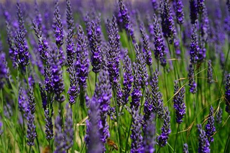 Free photo: Lavender Flowers, Blue, Flowers - Free Image on Pixabay ...