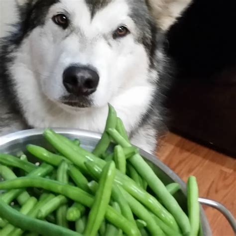 29 Can Dogs Eat Fresh Green Beans – Home