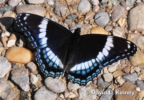 White Admiral Limenitis arthemis arthemis | Butterflies and Moths of ...