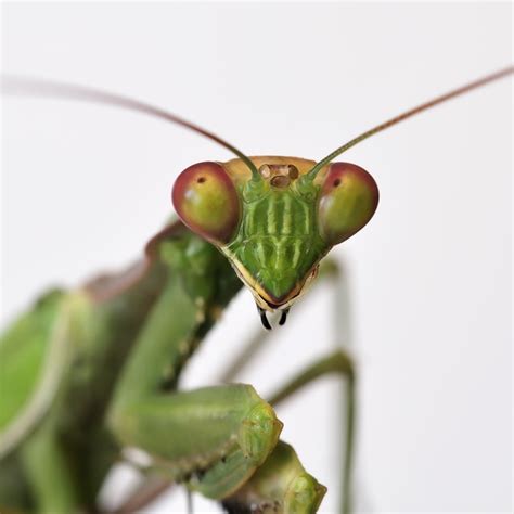 Praying Mantis Information