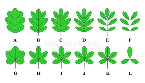 Leaf lamina stock vector. Illustration of leaf, diagram - 67111808