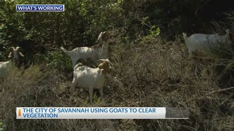 Goats in Savannah - YouTube