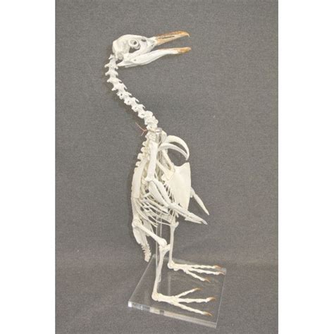 African Penguin Skeleton | DINOSAURS ROCK SUPERSTORE | Fossil & Mineral ...