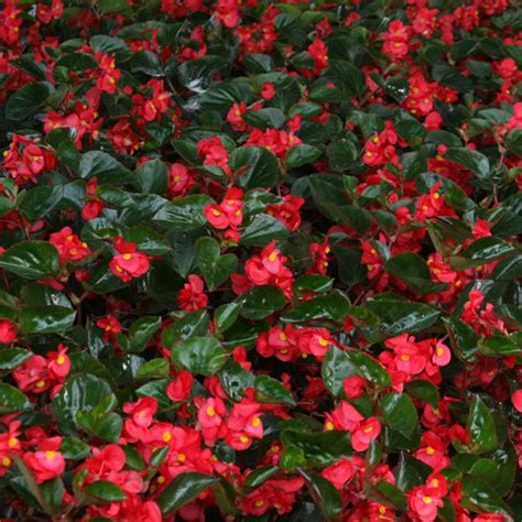 Surefire® Red - Begonia benariensis | Proven Winners