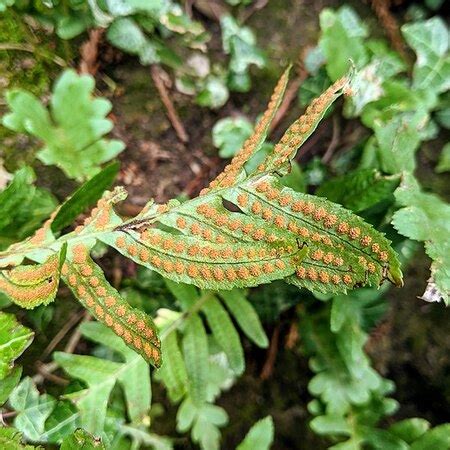 Spore Formation In Fern