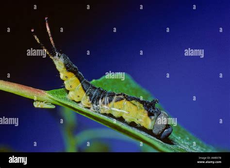 Puss Moth Larvea Cerura vinula life cycle, 1 of 15 images. instar splitting and emeging from its ...