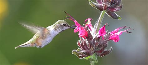 Hummingbird Sage - Gottlieb Native Garden