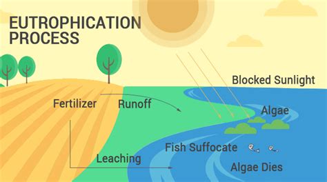 How Does Eutrophication Work? Causes, Process and Examples - Earth How