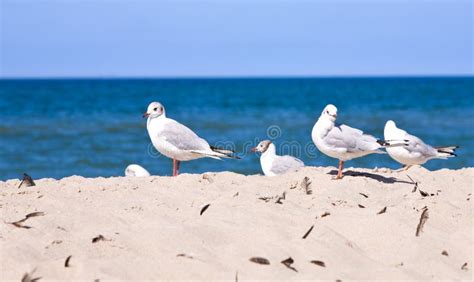 Seagulls on the beach stock image. Image of free, blue - 26266459