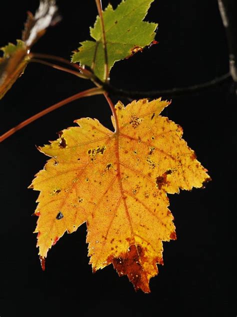 Enjoy fall foliage in the Northeast by cruise ship