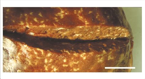 Ovine liver infected with Dicrocoelium dendriticum. The parenchyma has... | Download Scientific ...