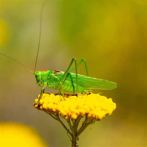 Green Grasshopper: Spiritual Meaning (seeing + house) - Awakening State