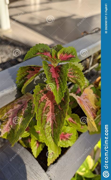 Miana Leaves or Called Cocor Bebek Stock Image - Image of herb, cocor ...