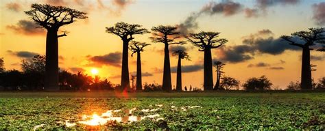 Africa’s ancient ‘trees of life’ are suddenly dying, and scientists don’t know why – Science Metro