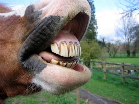 Catherine's World of Horses: Teeth Problems in Horses??