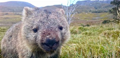 How wombats make cubed poop