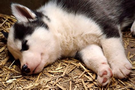 Close-up Sleeping Husky Puppy Stock Photo - Image of resting, pedigreed ...