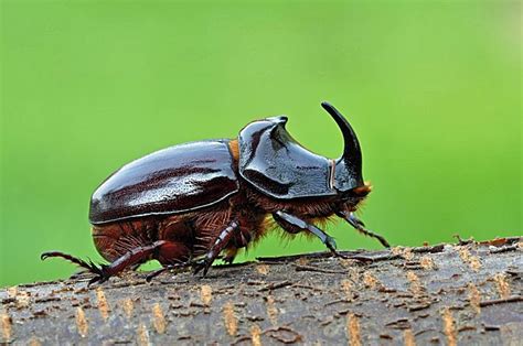 a close up of a beetle on a tree branch