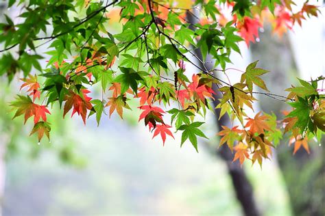 Maple leaf, leaves, spring HD wallpaper | Pxfuel