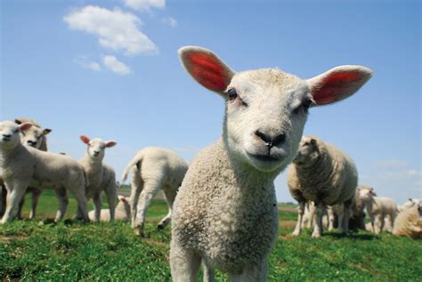 Learn about sheep and how they are farmed | Compassion in World Farming