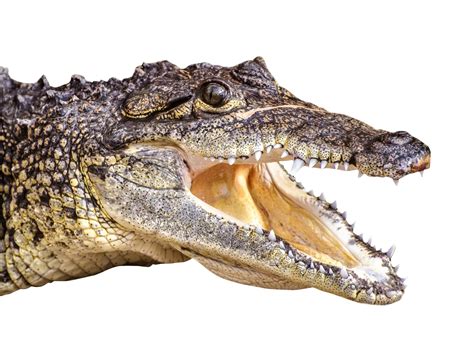 Crocodile PNG Images Transparent Free Download