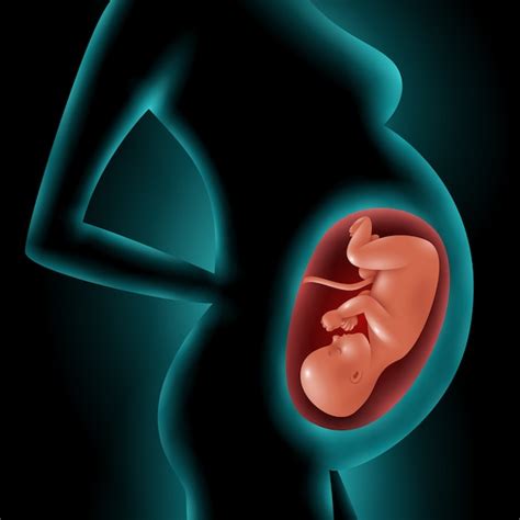 Free Vector | Silhouette Of Pregnant Woman With Fetus In Womb