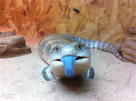 Bloo the Blue Tongued Skink - being a skink | Blue tongue skink, Cute reptiles, Australia animals