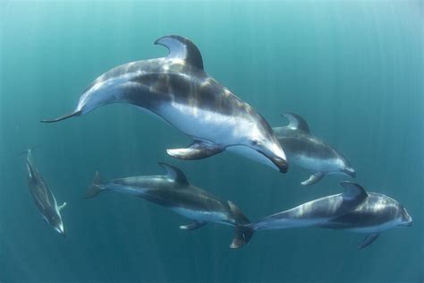 Pacific White-sided Dolphin Pod At Nine Photograph by Richard Herrmann