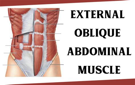 External Oblique Abdominal Muscle - Origin, Function and All