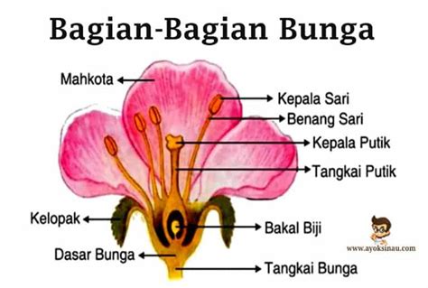 Bagian-Bagian Bunga Beserta Fungsinya - Ayok Sinau