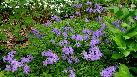 Pin on Perennials: Full & Part Sun