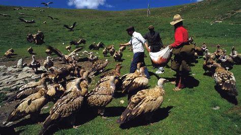 Vulture, the Sacred Bird of Tibet