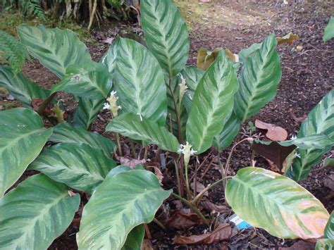 Calathea louisae Gagnepain