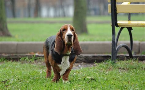 Basset Hound | The Life of Animals