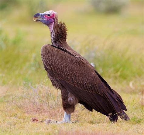 Lappet-Faced Vulture or Nubian Vulture (Torgos tracheliotos) - Old World | Vulture, Desert ...