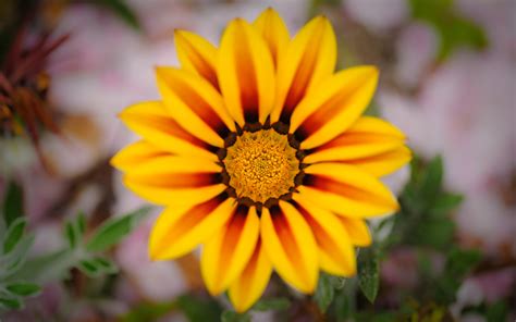 Jeffrey Friedl's Blog » Photographer’s Low-Hanging Fruit: a Pretty Flower