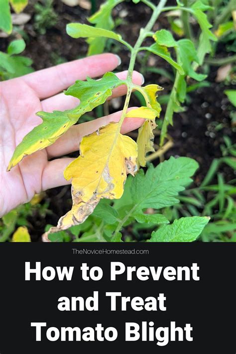 How to Treat Tomato Blight in 2023 | Tomato blight, Tomato blight ...