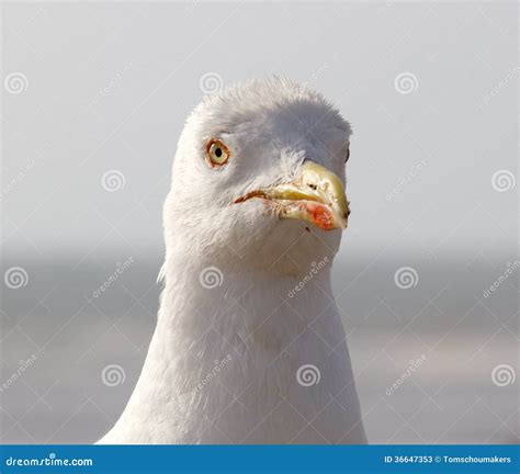 Close up seagull stock image. Image of gull, closeup - 36647353