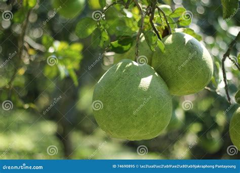 Pomelo Farming stock image. Image of fresh, farm, healthy - 74690895