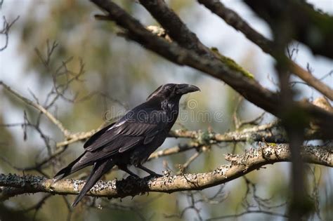 Common Raven Resting in Forest Stock Image - Image of flock, picking ...