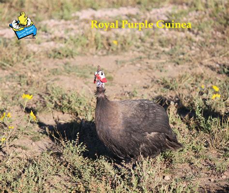 Royal Purple Guinea Fowl for Sale | Cackle Hatchery