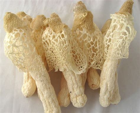 Bamboo fungus,China price supplier - 21food