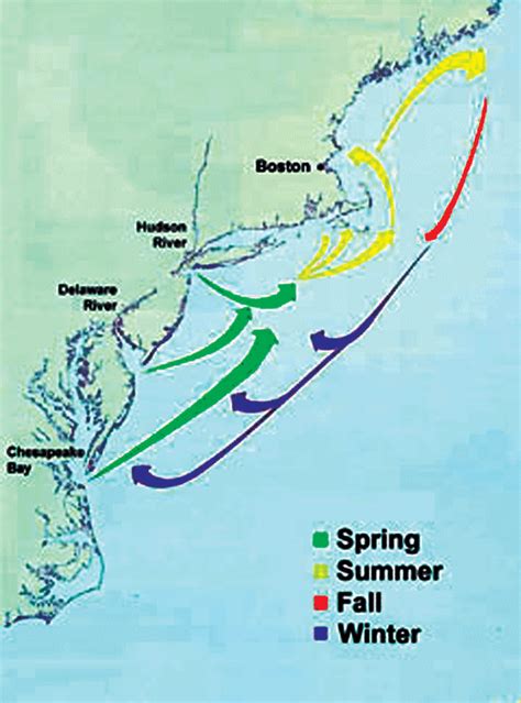 Striped Bass Migration Map