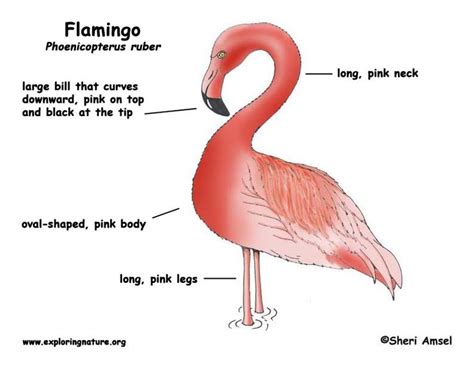 Flamingo | Flamingo, Bird identification, Pink body