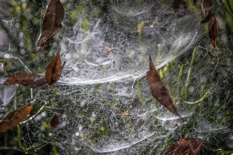 Spider Hanging On Spider Web · Free Stock Photo