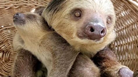 Adorable Sloth Mum And Baby Share Close Bond - YouTube