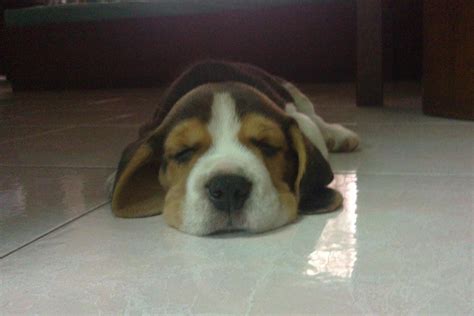 Sleeping : r/beagle