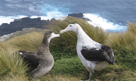 Antipodean albatross ‹ Bird of the Year ‹ Forest & Bird