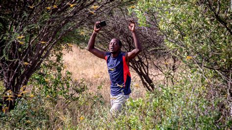 East Africa is suffering its worst invasion of desert locusts in 25 ...